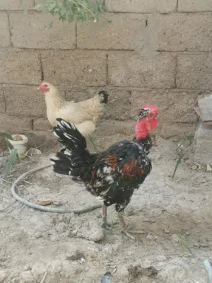 ديج عرب كريعي