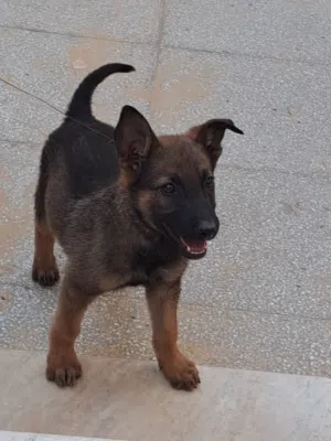 السلام عليكم جرو مالينوا حاجه نضيفه وربي يبارك قدام عينك