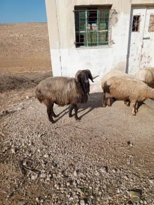 خروف بلدي نخب