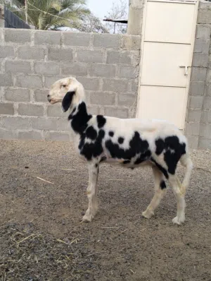 جاعدة نجدية عشار للبيع