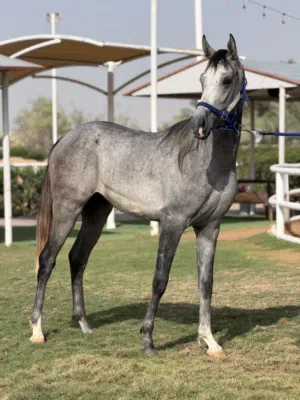 Horse for sale