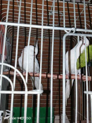 جوز كوكتيل البينو