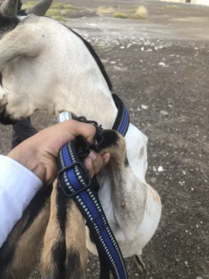 تيس صومالي