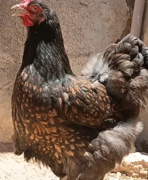 كوبية براهما سبرايت نحاسي لاقوة الا بالله
