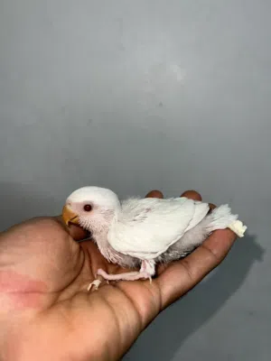 لافبيرد ألبينو