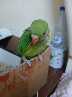 ببغاء دره عمر شهر و3 اسابيع