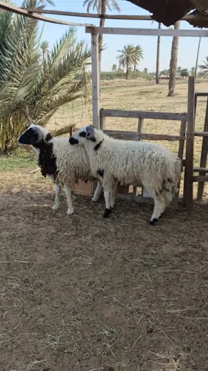 2 خرفان للبيع