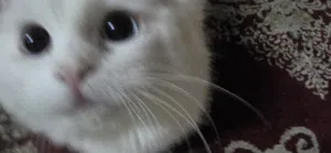 Beautiful Blue-Eyed White Kitten Female • Vaccinated and litter trained