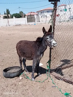 ‏حمير‏2