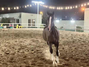Horse (Gelding) with passport for sale, great for pleasure desert riding