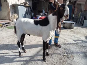 Pakistani healthy goat
