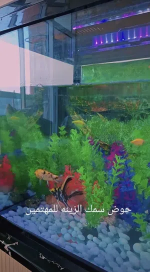 حوض سمك كامل مع أسماك الزينه
