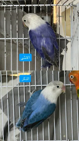 للبيع زوح فيشر اقل من سعر السوق