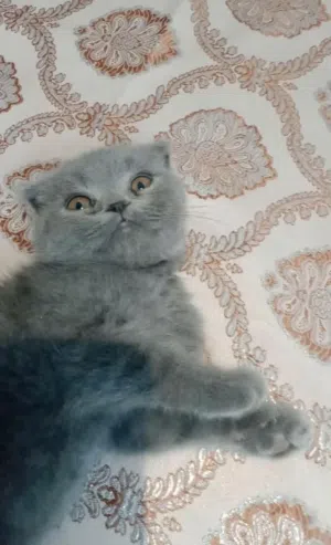 كتنز سكوتش دبل فولد بلو اناث