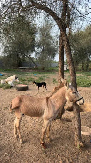 حمار من صحار