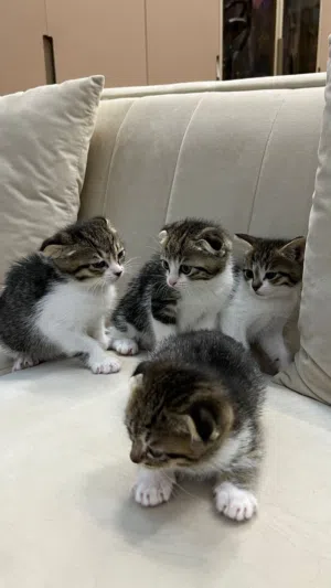 قطط سكوتش من الام