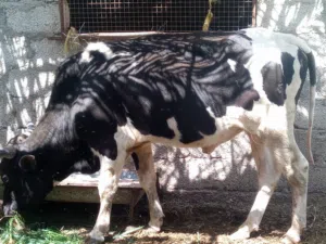 ثور مطعوم للبيع