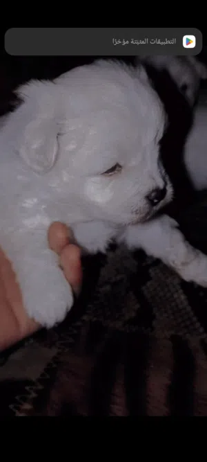 كلاب للبيع حديث الولاده لسا برضع