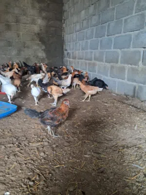 دجاج عماني للبيع بسعر ممتاز في ولايه بركاء