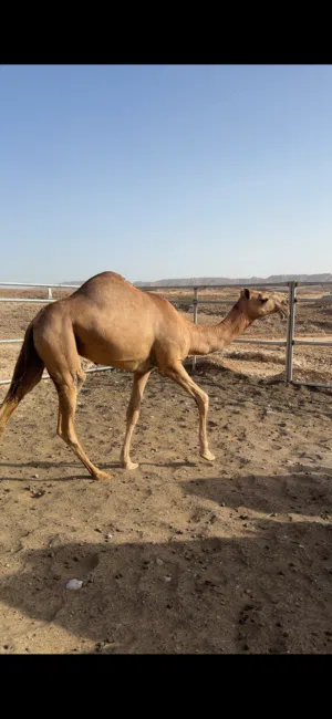 بكرة مزاين