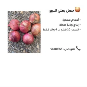 بصل يمني للبيع ب 400 بيسة فقط