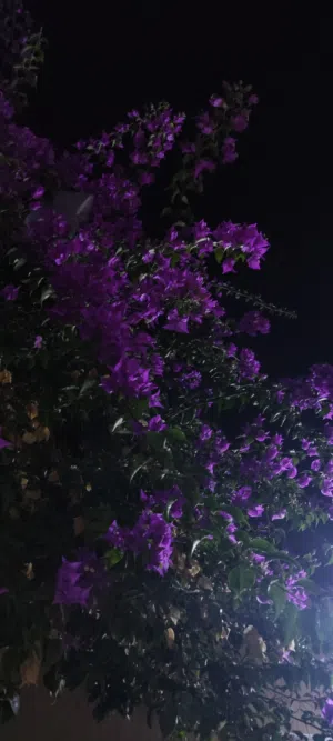 مطلوب اقرا الوصف