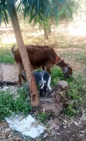 عنزة وراها بنتها قطعه