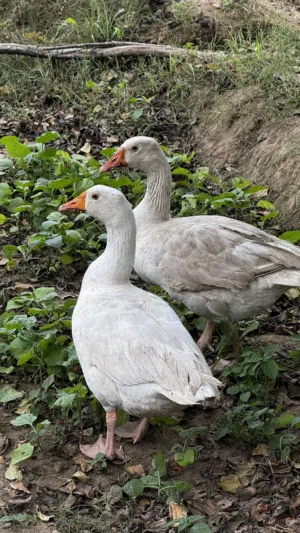 وز للبيع بصحه طيبه