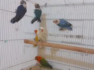 انتاج فيشر وبرسوناتا