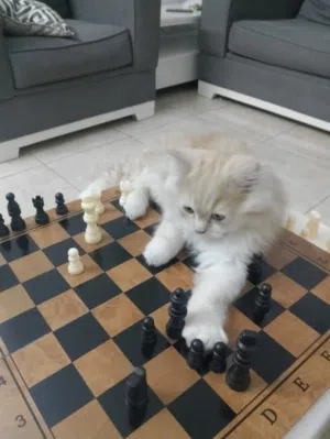 قط قط للتبني