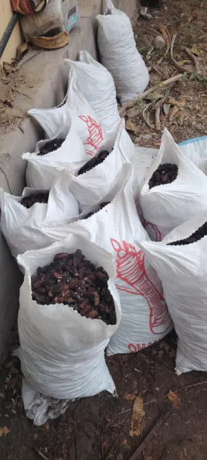 للبيع نفيعه بو دله مال السنه نغال و قش جما و بس
