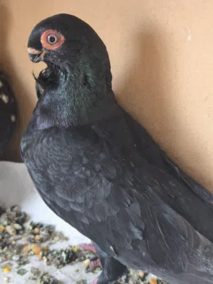 سعر على الخاص سعر حرق