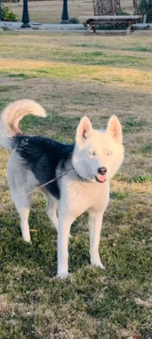 انثى هاسكي للبيع