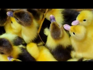 يتوفر لدينا صوص بط