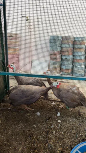دجاج خيبر جامبو