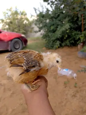 مصطفى اسامه عبادي 