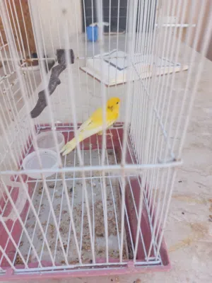 عصفور كناري