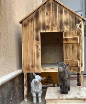 ماعز قزم امريكي بلجيكي في الامارات العمر اسابيع,واشهر تربية منزلية مطعمات متوفر التصدير للبحرين