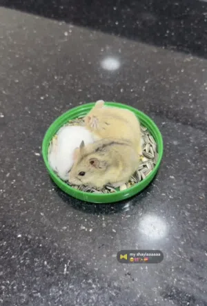 هامستر صغار اليفين