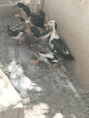 البيع بط عماني
