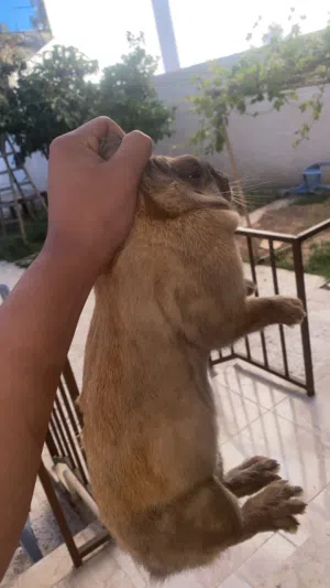جوز ارانب للبيع تواصل واتس