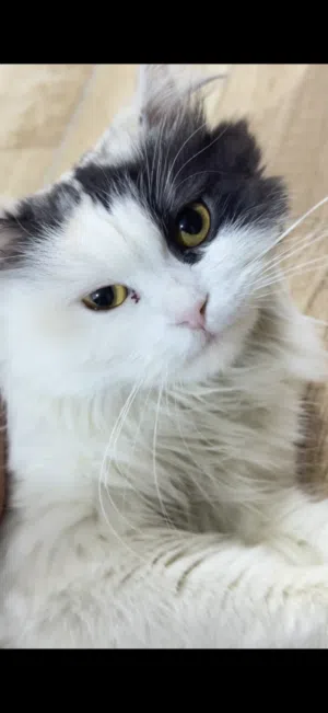 قطه انكورا نظيفه