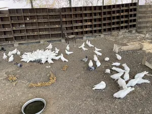 Pigeons4