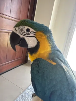 مكاو أزرق وذهبي مع القفص