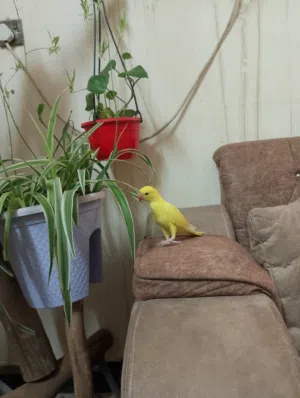 يا الله  دره صفره (اقره الوصف)