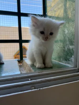 Persian cats