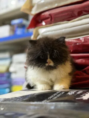 قطط كيتن شيرازي هاف بيكي 45 يوم ولد وبنت