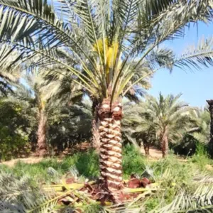 نخيل مثمر للبيع