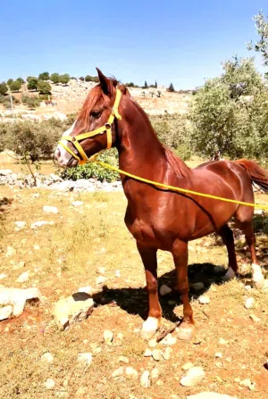 موجود خيل فحول نخب عاقلات وساغ سلم
