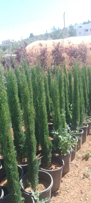Trees - Plants3